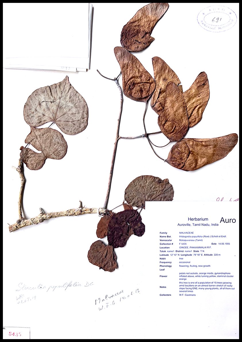 Dry herbarium images